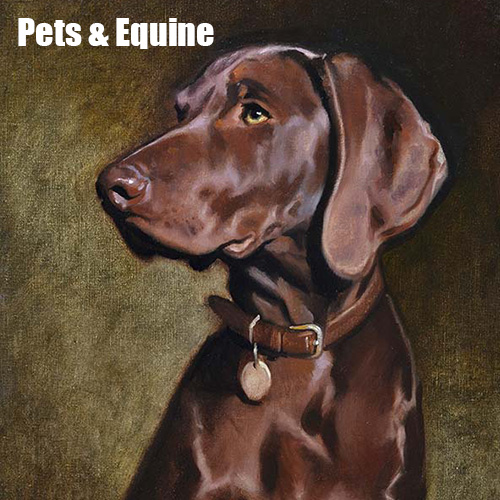 Pets and Equine Gallery Pets & Equine Gallery